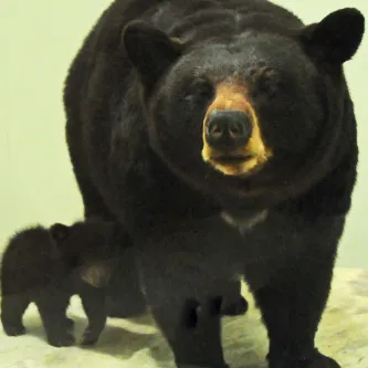 Adult black bear with a tiny cub next to it in an exhibit case.