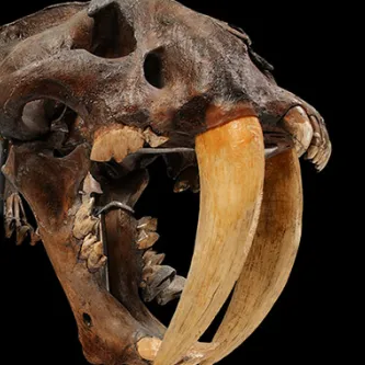 Saber-toothed cat
