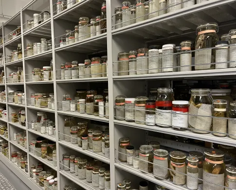Fish specimens in jars on the shelves