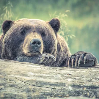 Grizzly bear resting its front paws on a log