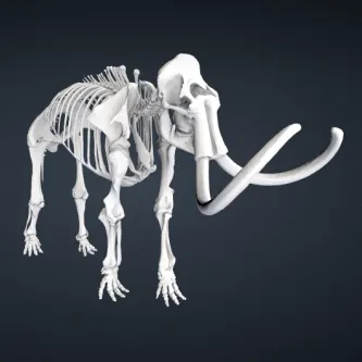 Illustration of a woolly mammoth skeleton mounted standing up. The skeleton is white on a black background.