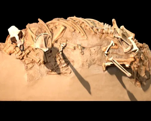 Photo of a pinniped fossil bone bed