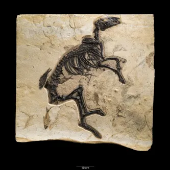 Complete skeleton of an early horse embedded in a slab of rock.