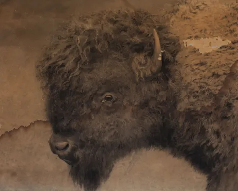 Historical photo of a bison's head.