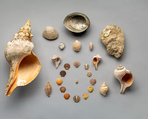 Photo of different size and shaped shells