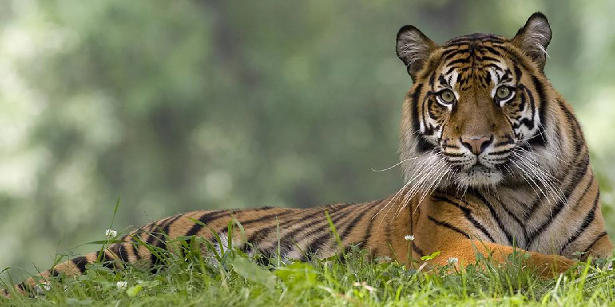 Sumatran tiger