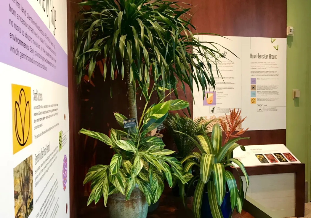 several plants in the corner of the lounge with panels describing how plants get around