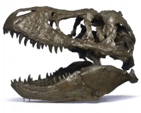 Tyrannosaurus rex skull