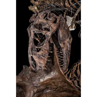 Close up of of the skull of an articulated T. rex skeleton biting the frill of a Triceratops skeleton.