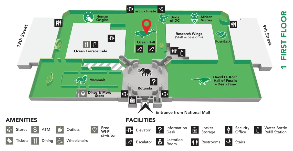 The giant squid is one the first floor of the museum on the Sant Ocean Hall