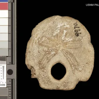 Tan fossil sand dollar with 9970 written on it. There is a round hole near the bottom of the fossil.