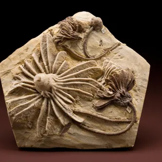 Pentagonal piece of rock with three or four fossil crinoids embedded in it. The crinoids are protruding out of the rock. One looks like an octopus with 26 legs, while the others look like flowers on long, ribbed stalks.
