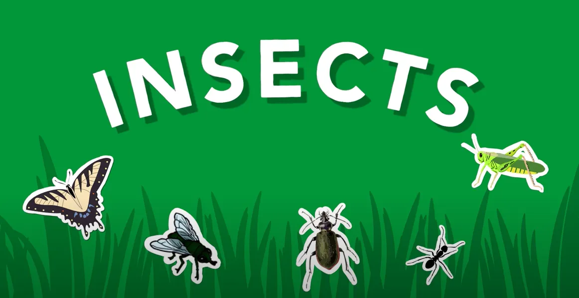Insects. Illustrations of a butterfly, fly, beetle, ant, and grasshopper on a green background with an illustration of grass.