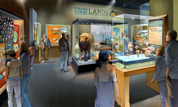 Rendered drawing of people walking through the design for of the upcoming exhibit with bison, insects and shells in cases.