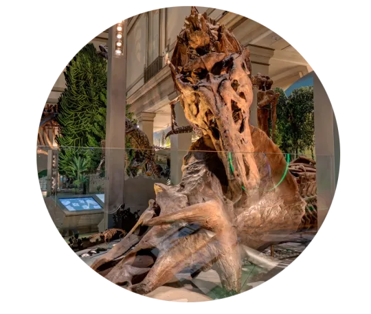 Tyrannosaurus rex biting a Triceratops