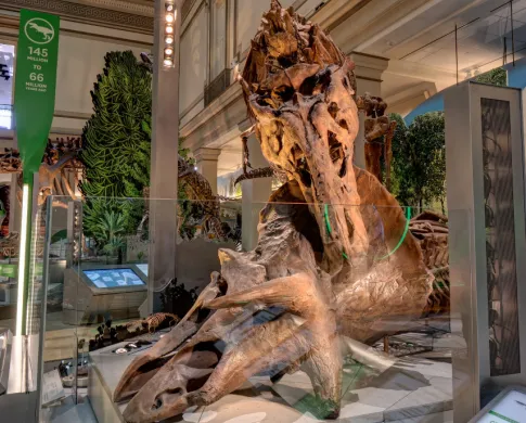 Tyrannosaurus rex biting a Triceratops